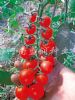 供应红娘—番茄种子