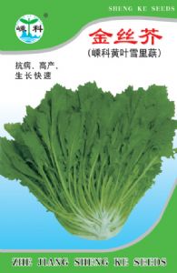 供应金丝芥—芥菜种子