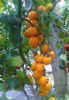 供应抗TY金皇后-黄樱桃番茄种子