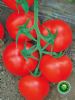 供应优红2013—番茄种子