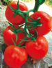 供应优红2016—番茄种子