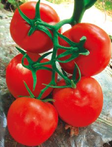 供应优红2016—番茄种子