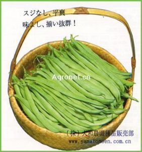 供应绿童—豇豆种子