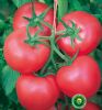 供应优粉103—番茄种子