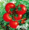 供应杰诺—番茄种子