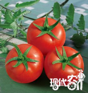 供应抗TY石头红果番茄种子—福克斯