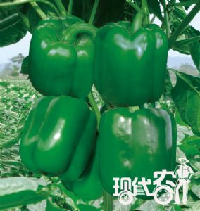 供应美兰达—抗病、高产甜椒种子