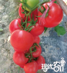 供应拉尼娜抗TY—高产粉红色番茄种子