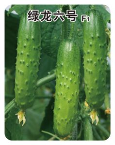 供应绿龙六号—黄瓜种子