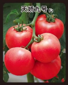 供应天骄九号—番茄种子