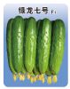 供应绿龙七号—黄瓜种子