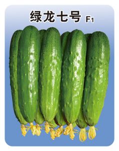 供应绿龙七号—黄瓜种子