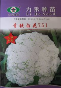 供应青梗白菜751—花菜种子