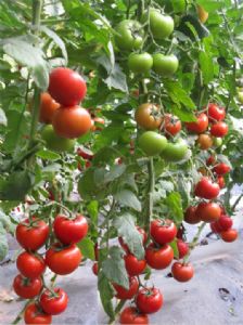 供应瑞福—番茄种子