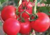供应艾菲尔—番茄种子