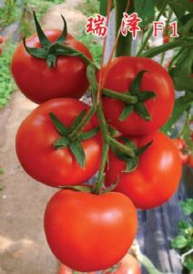 供应瑞泽—番茄种子