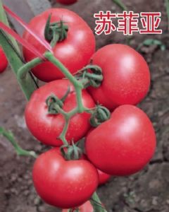供应苏菲亚—番茄种子