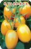 供应金杯黄罗曼-樱桃番茄种子