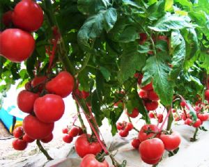 供应荷兰纽特211（越冬早春大果类型）番茄种子