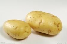 供应荷兰土豆