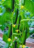 供应绿秀—小黄瓜种子