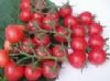 供应小番茄-小贝—番茄种子