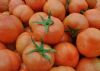 供应大番茄超盈二号—番茄种子