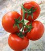 供应菲灵3号-抗TY大红番茄种子