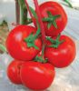 供应番茄(T-6026)—番茄种子
