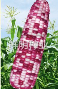 供应彩糯六号-玉米种子