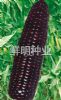 供应黑糯2000-玉米种子
