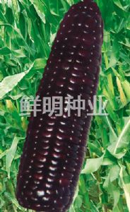 供应黑糯2000-玉米种子