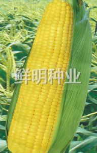 供应金糯2000-玉米种子