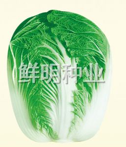 供应农博王-白菜种子