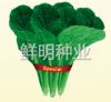 供应四季青小白菜-白菜种子