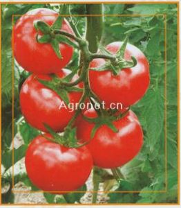 瑰丽500--番茄种子