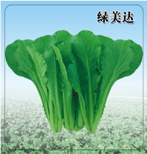 供应绿美达—白菜种子
