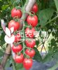 供应台湾芬妃-番茄种子