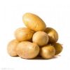 供应马铃薯-土豆