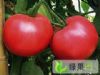供应优质大红、硬粉西红柿