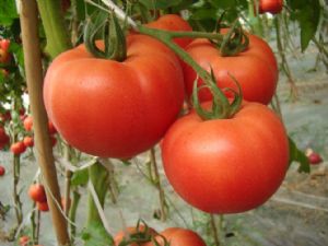 供应红果番茄苗