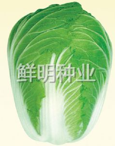 供应87-114-白菜种子