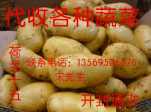 供应优质土豆，洋葱等