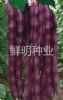 供应鲜明秋紫豆-菜豆种子
