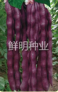供应鲜明秋紫豆-菜豆种子