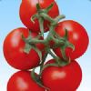 供应富莱德—番茄种子