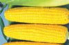 供应澳玉糯——玉米种子