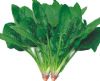 沃德菠菜——菠菜种子