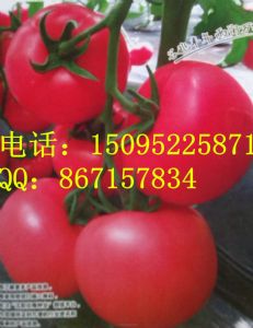 供应谷雨天妃七号-抗TY产量高番茄种子