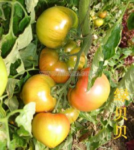 供应绿贝贝—番茄种子